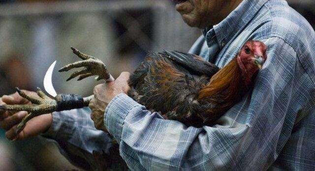 Các hình thức đá gà cựa dao được người chơi ưa chuộng Các hình thức đá gà cựa dao được người chơi ưa chuộng