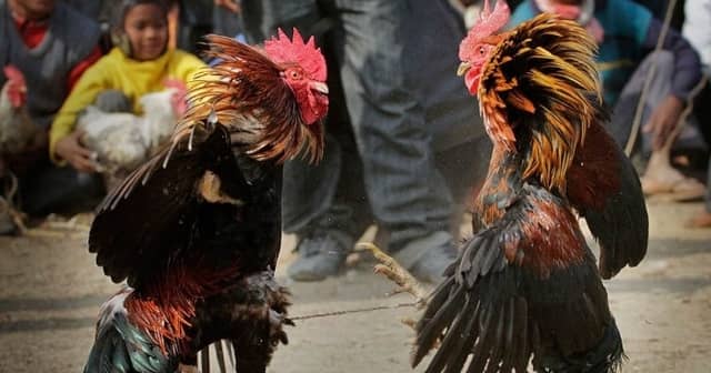 Cách xem ngày đá gà chi tiết Cách xem ngày đá gà chi tiết