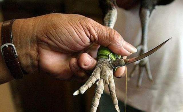 Giới thiệu sân chơi đá gà cựa dao AZ888 Giới thiệu sân chơi đá gà cựa dao AZ888