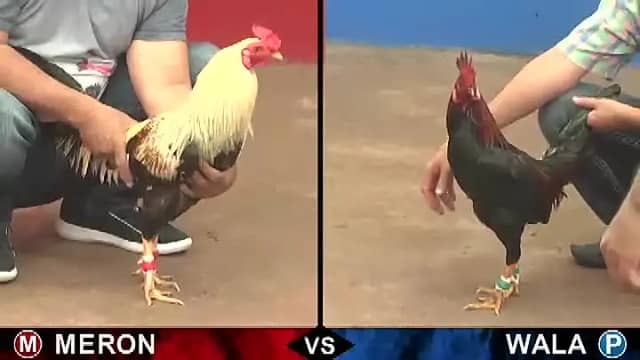 Lịch sử hình thành đá gà Thomo Lịch sử hình thành đá gà Thomo