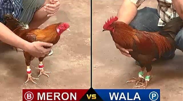 Sân chơi đá gà Thomo tại AZ888 cực hấp dẫn Sân chơi đá gà Thomo tại AZ888 cực hấp dẫn